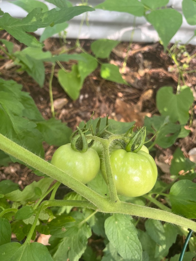 A group of the 'greenies' growing