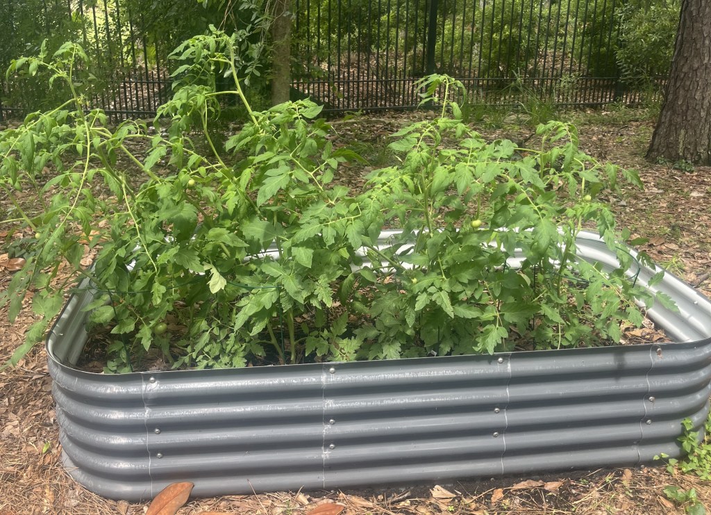 A few of my tomato plants this season